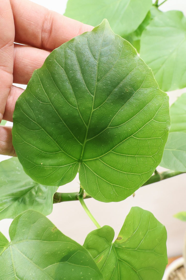 【ウンベラータ】今までにない個性的なカーブ。これは狙って作ることができないのでまさに一期一会です！