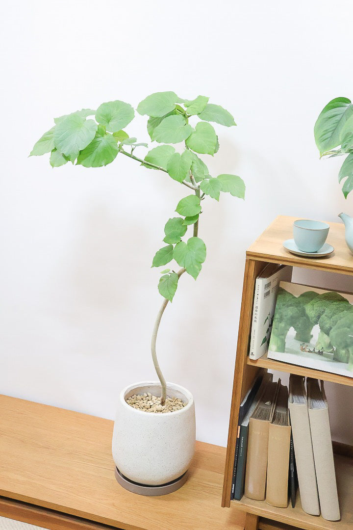 【ウンベラータ】今までにない個性的なカーブ。これは狙って作ることができないのでまさに一期一会です！