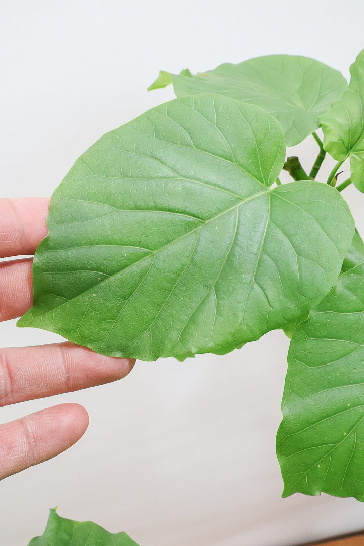 【ウンベラータ】今までにない個性的なカーブ。これは狙って作ることができないのでまさに一期一会です！