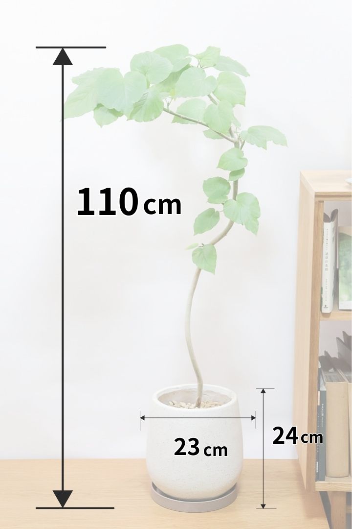 【ウンベラータ】今までにない個性的なカーブ。これは狙って作ることができないのでまさに一期一会です！