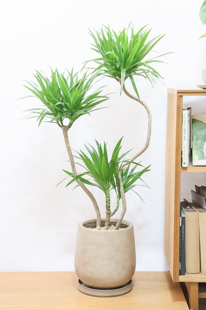 【ナビ】沖縄でじっくりと育てられたボリュームがあるスタイリッシュな樹形！他にはない樹形です！