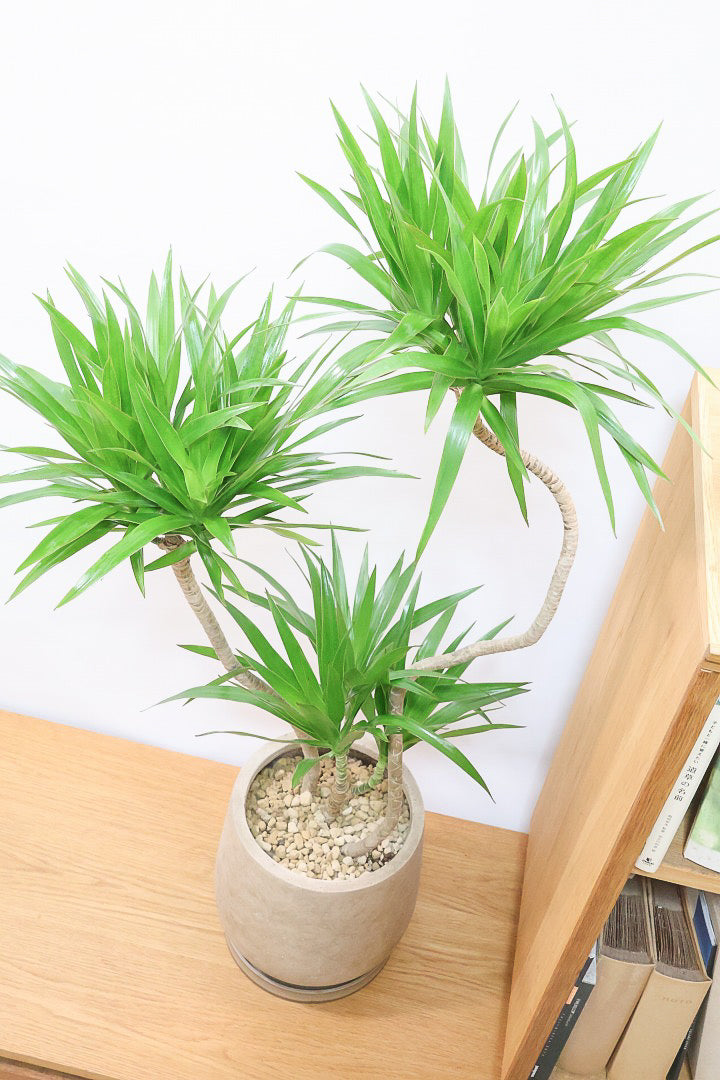 【ナビ】沖縄でじっくりと育てられたボリュームがあるスタイリッシュな樹形！他にはない樹形です！