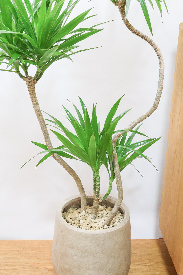 【ナビ】沖縄でじっくりと育てられたボリュームがあるスタイリッシュな樹形！他にはない樹形です！