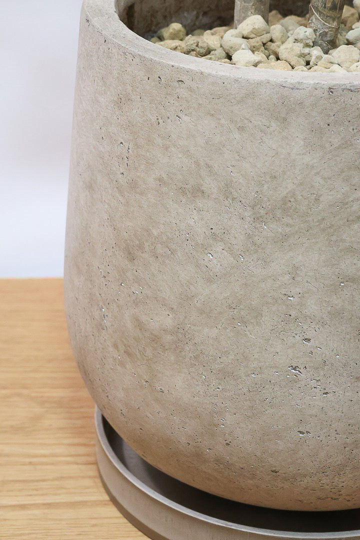 【ナビ】沖縄でじっくりと育てられたボリュームがあるスタイリッシュな樹形！他にはない樹形です！