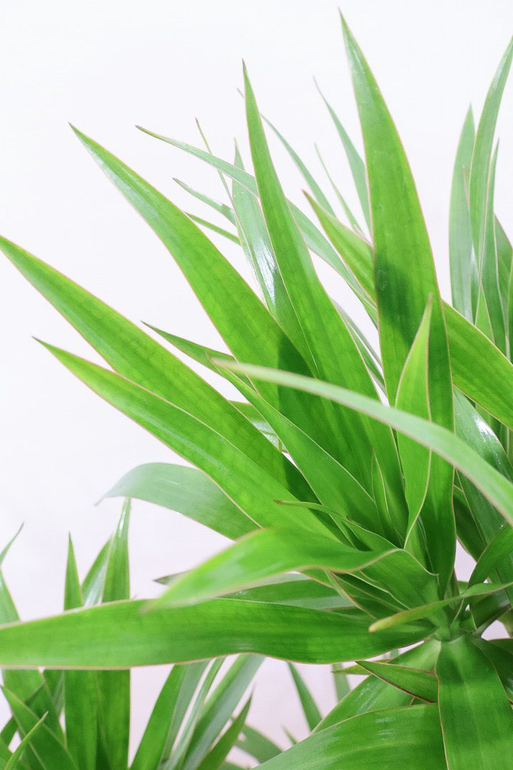 【ナビ】沖縄でじっくりと育てられたボリュームがあるスタイリッシュな樹形！他にはない樹形です！