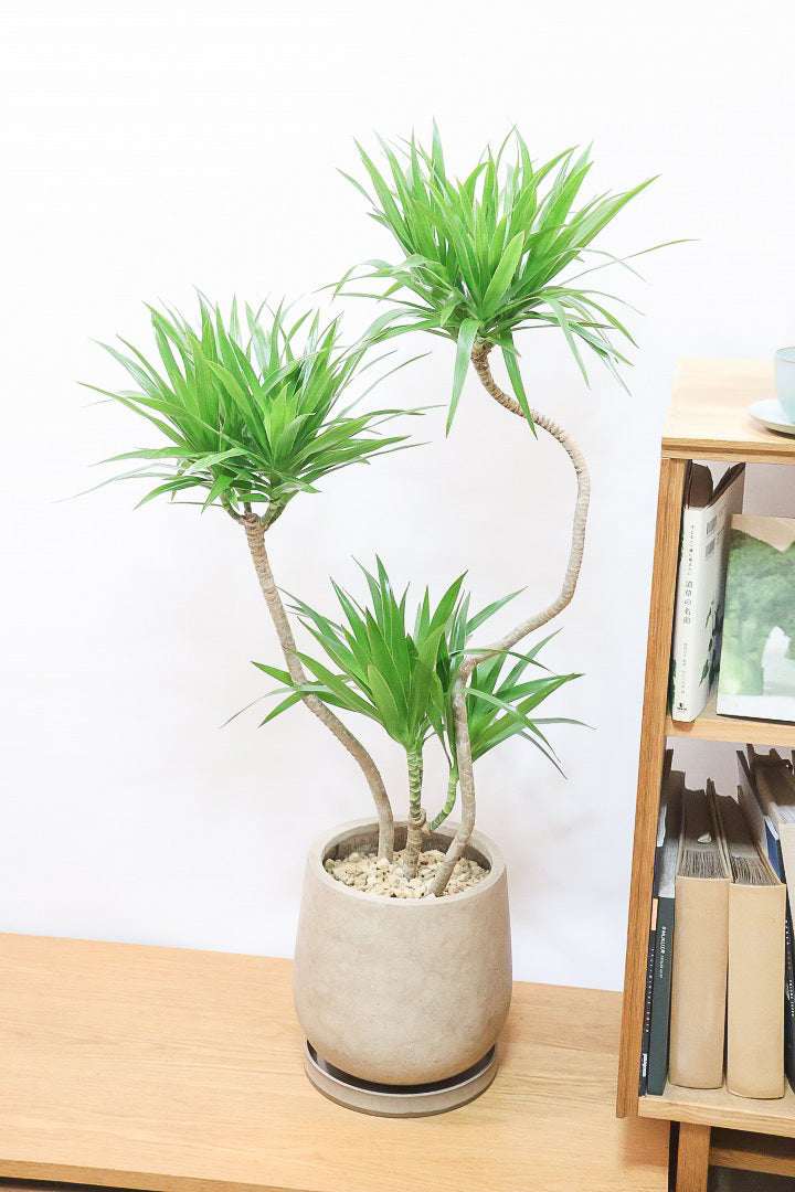 【ナビ】沖縄でじっくりと育てられたボリュームがあるスタイリッシュな樹形！他にはない樹形です！