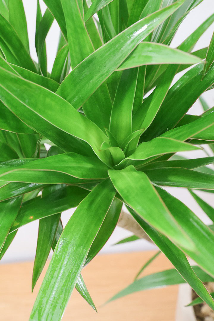 【ナビ】沖縄でじっくりと育てられたボリュームがあるスタイリッシュな樹形！他にはない樹形です！