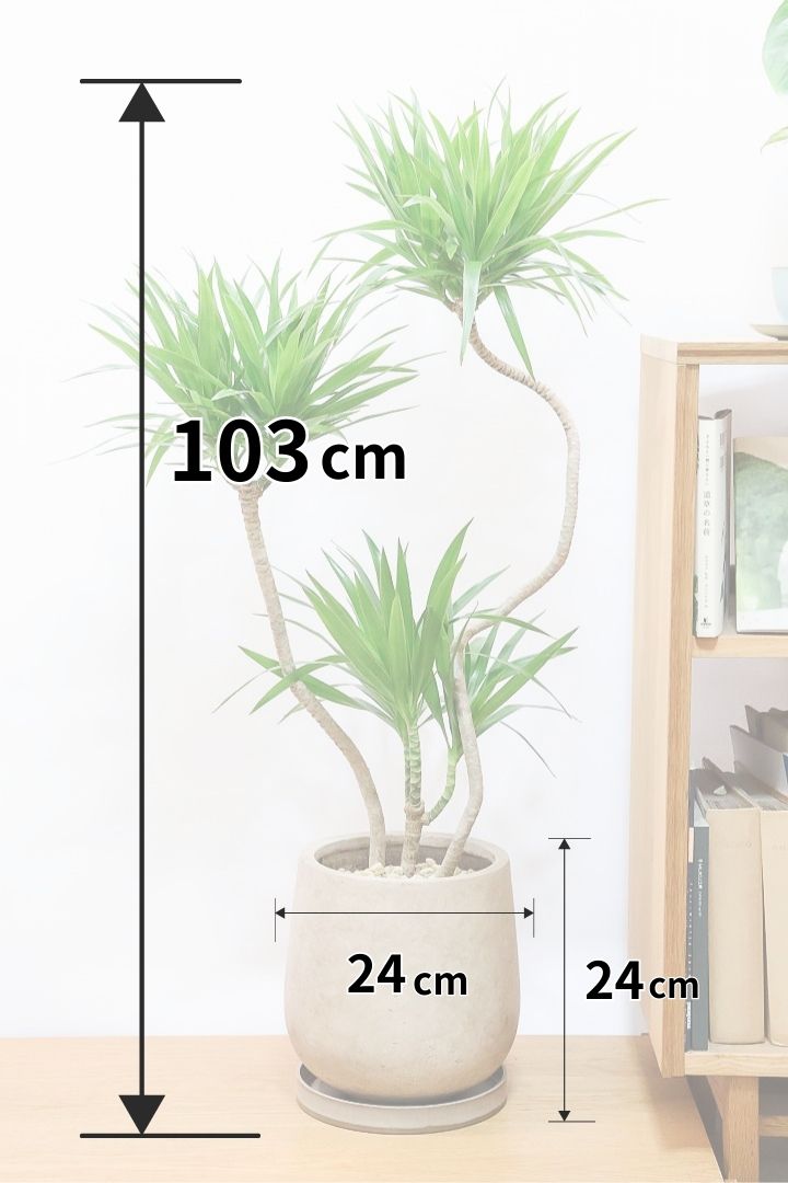 【ナビ】沖縄でじっくりと育てられたボリュームがあるスタイリッシュな樹形！他にはない樹形です！