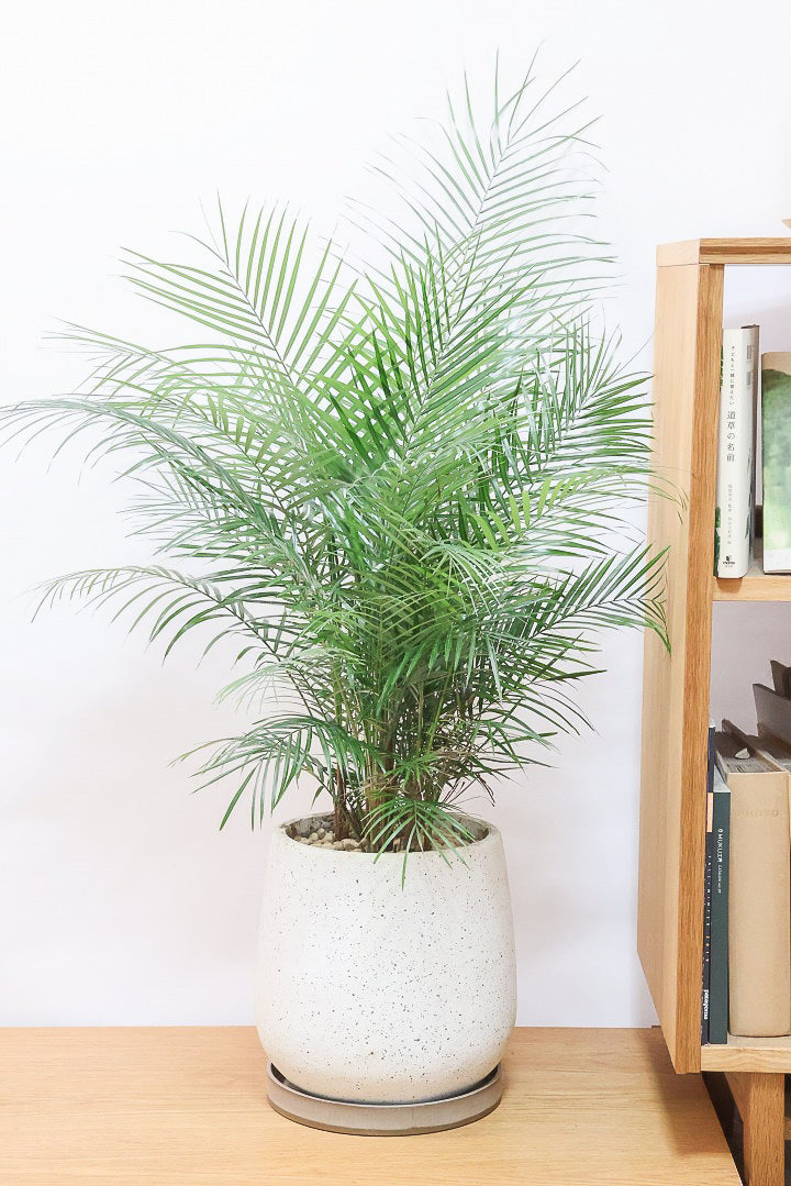 【ブラジルヒメヤシ】漢字で書くと姫椰子。葉が細くて女性らしいしなやかなヤシ。葉には光沢があり上品な印象です！