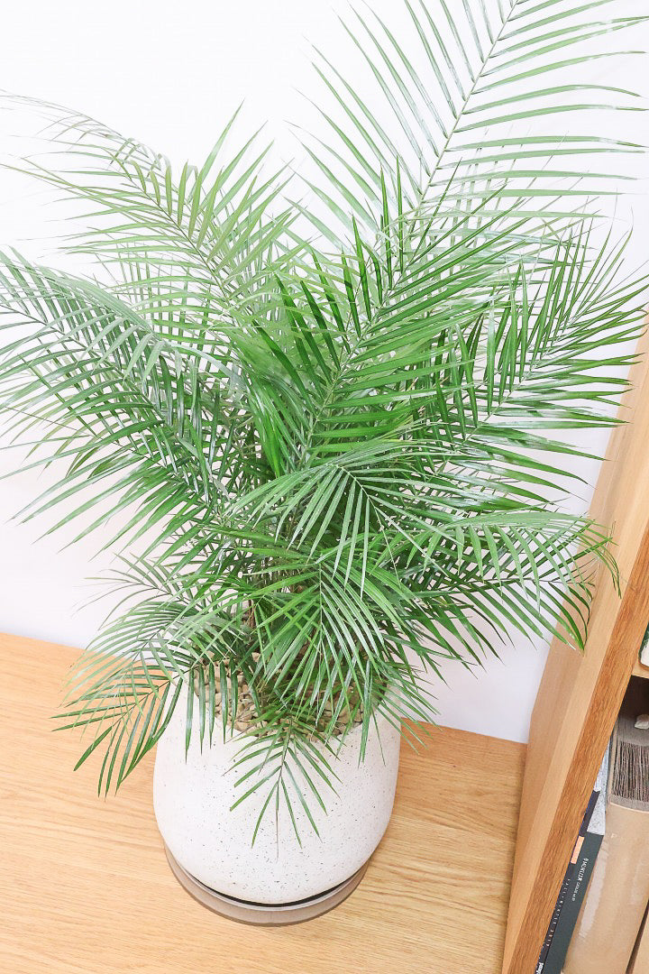 【ブラジルヒメヤシ】漢字で書くと姫椰子。葉が細くて女性らしいしなやかなヤシ。葉には光沢があり上品な印象です！