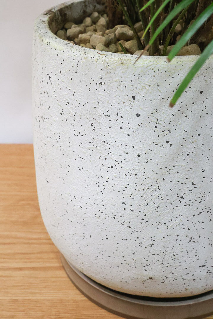 【ブラジルヒメヤシ】漢字で書くと姫椰子。葉が細くて女性らしいしなやかなヤシ。葉には光沢があり上品な印象です！