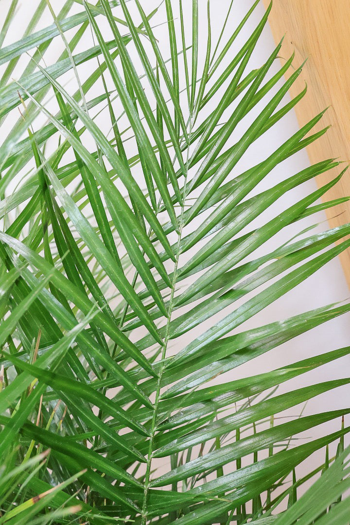 【ブラジルヒメヤシ】漢字で書くと姫椰子。葉が細くて女性らしいしなやかなヤシ。葉には光沢があり上品な印象です！