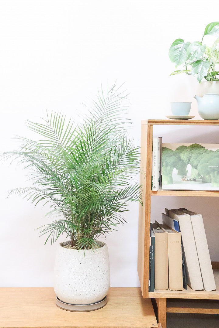 【ブラジルヒメヤシ】漢字で書くと姫椰子。葉が細くて女性らしいしなやかなヤシ。葉には光沢があり上品な印象です！