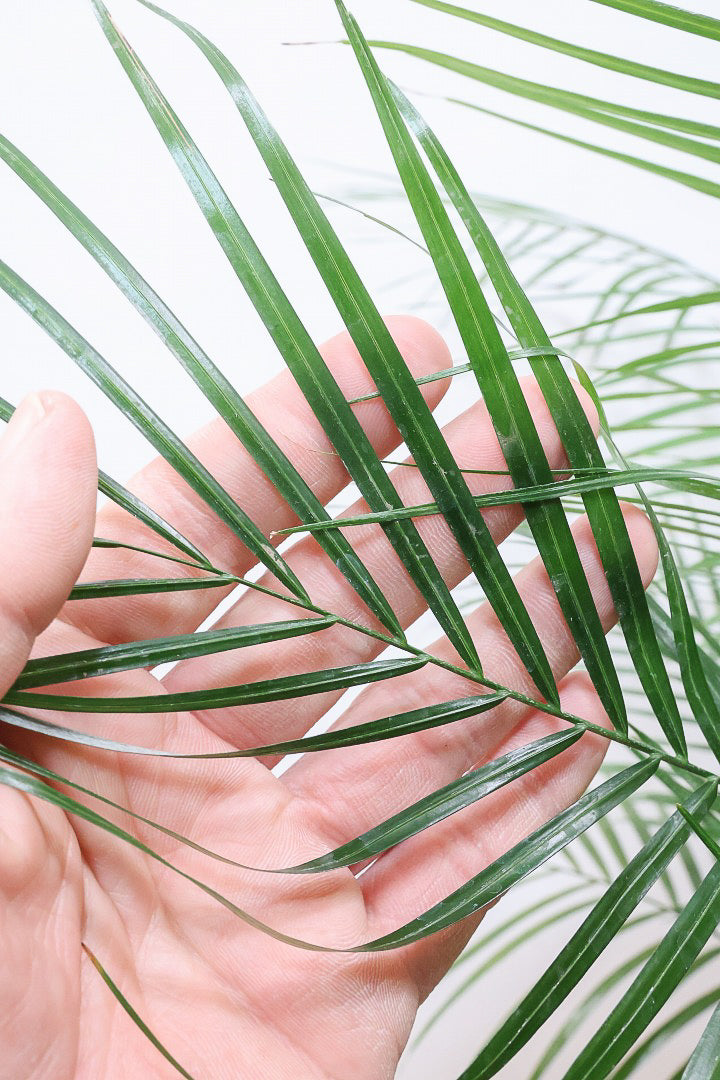 【ブラジルヒメヤシ】漢字で書くと姫椰子。葉が細くて女性らしいしなやかなヤシ。葉には光沢があり上品な印象です！