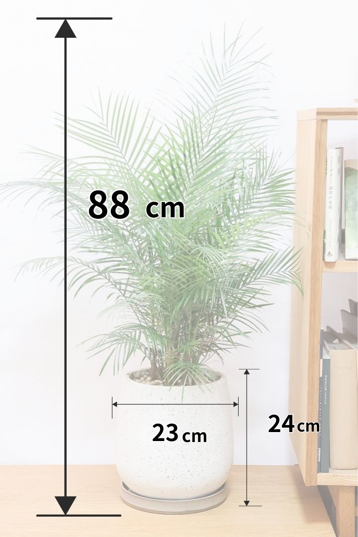 【ブラジルヒメヤシ】漢字で書くと姫椰子。葉が細くて女性らしいしなやかなヤシ。葉には光沢があり上品な印象です！