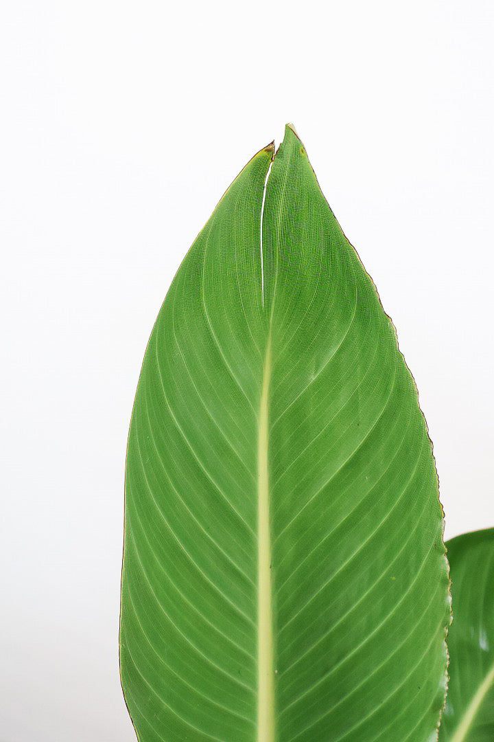 【ストレチア レギネ】最高のバランス！ロングPOTもスタイリッシュなので植物との相性がいい！