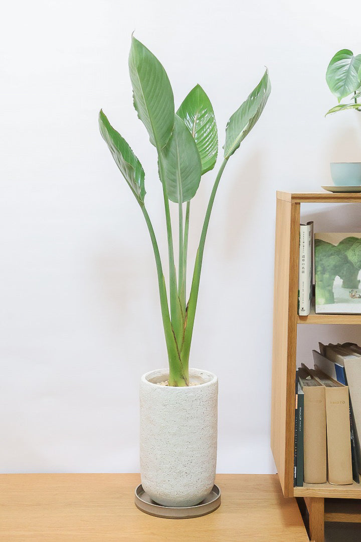 【ストレチア レギネ】最高のバランス！ロングPOTもスタイリッシュなので植物との相性がいい！