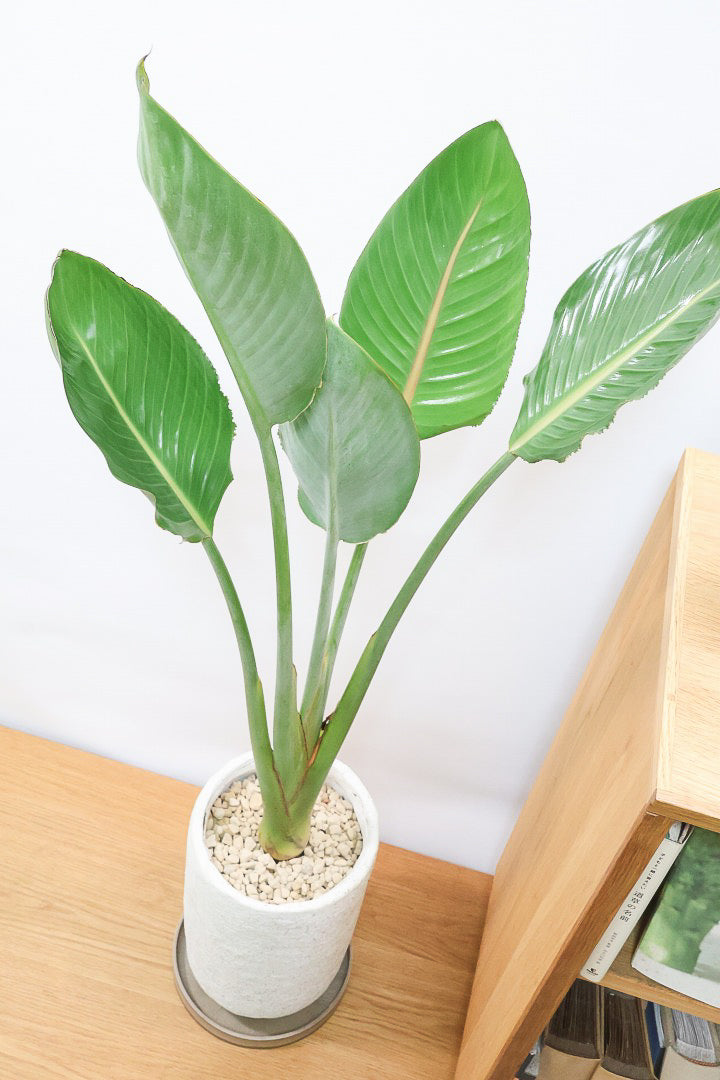 【ストレチア レギネ】最高のバランス！ロングPOTもスタイリッシュなので植物との相性がいい！