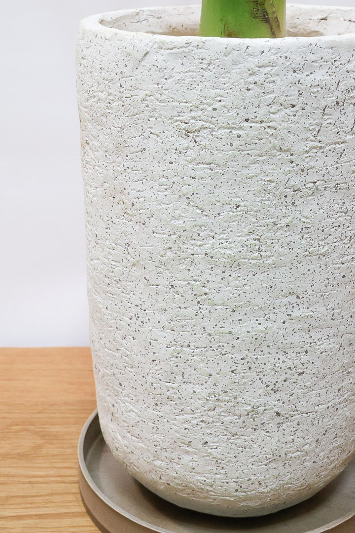 【ストレチア レギネ】最高のバランス！ロングPOTもスタイリッシュなので植物との相性がいい！