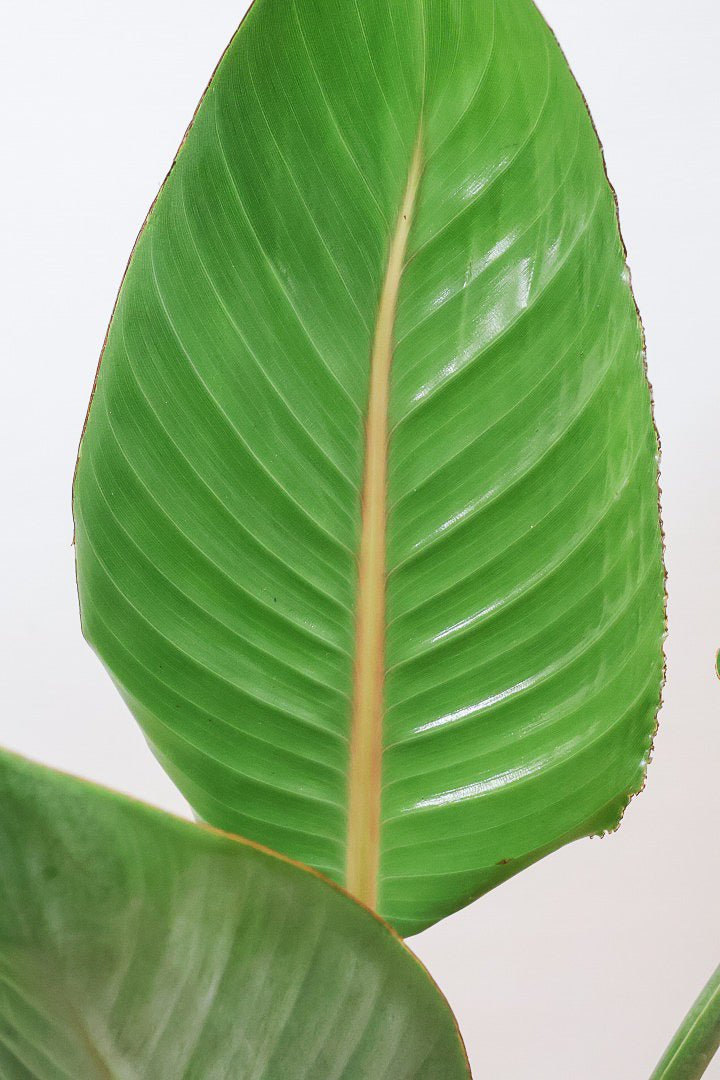 【ストレチア レギネ】最高のバランス！ロングPOTもスタイリッシュなので植物との相性がいい！