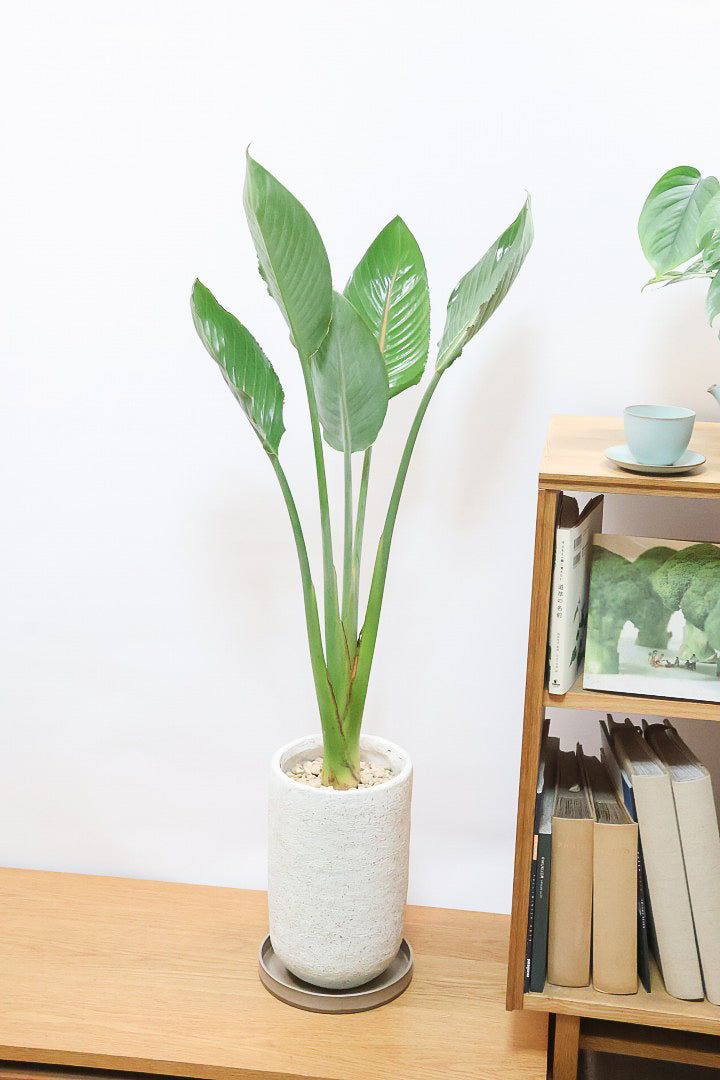 【ストレチア レギネ】最高のバランス！ロングPOTもスタイリッシュなので植物との相性がいい！