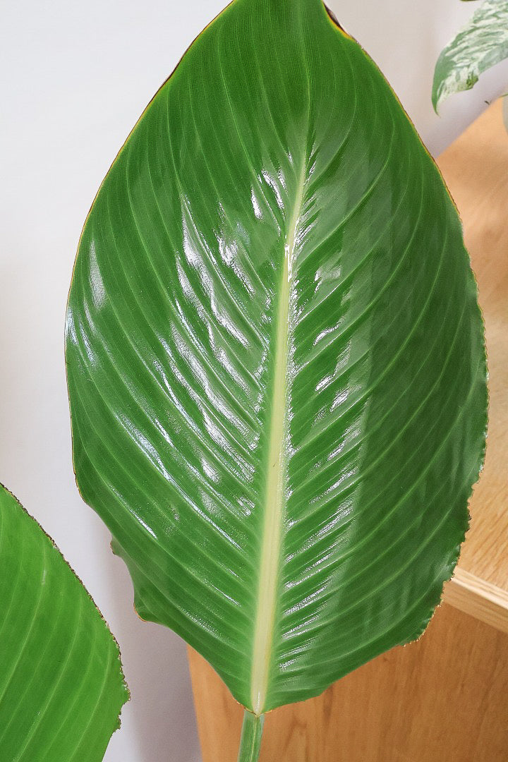 【ストレチア レギネ】最高のバランス！ロングPOTもスタイリッシュなので植物との相性がいい！