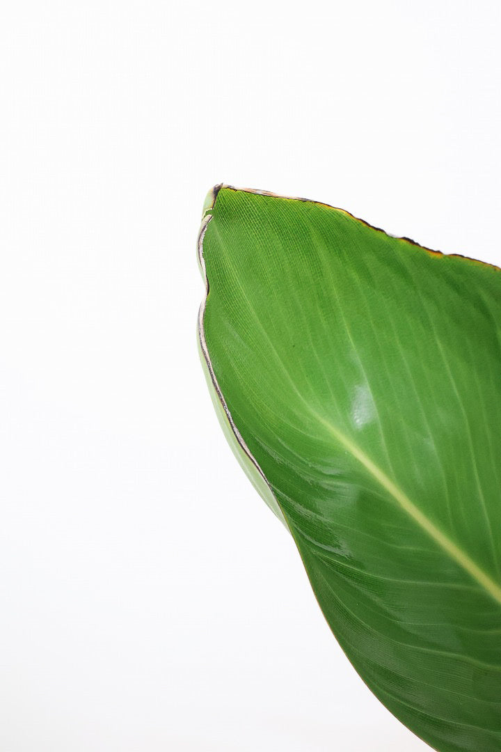 【ストレチア レギネ】最高のバランス！ロングPOTもスタイリッシュなので植物との相性がいい！