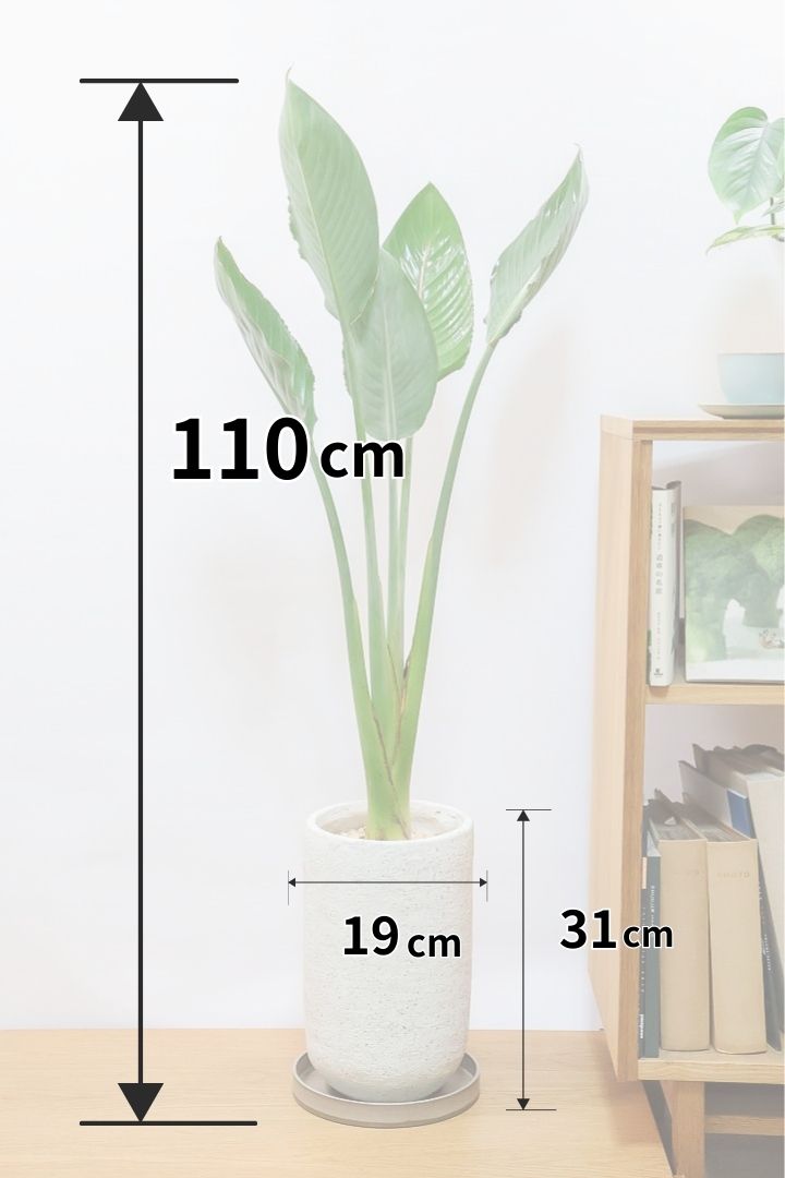 【ストレチア レギネ】最高のバランス！ロングPOTもスタイリッシュなので植物との相性がいい！