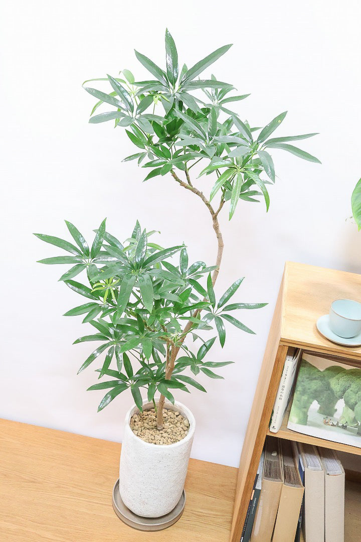 シェフレラ アンガスティフォリアIV61415| 観葉植物の通信販売 | APEGO