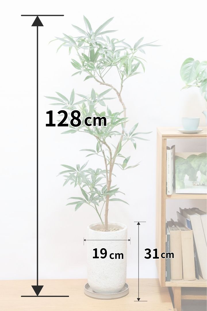 シェフレラ アンガスティフォリアIV61415| 観葉植物の通信販売 | APEGO