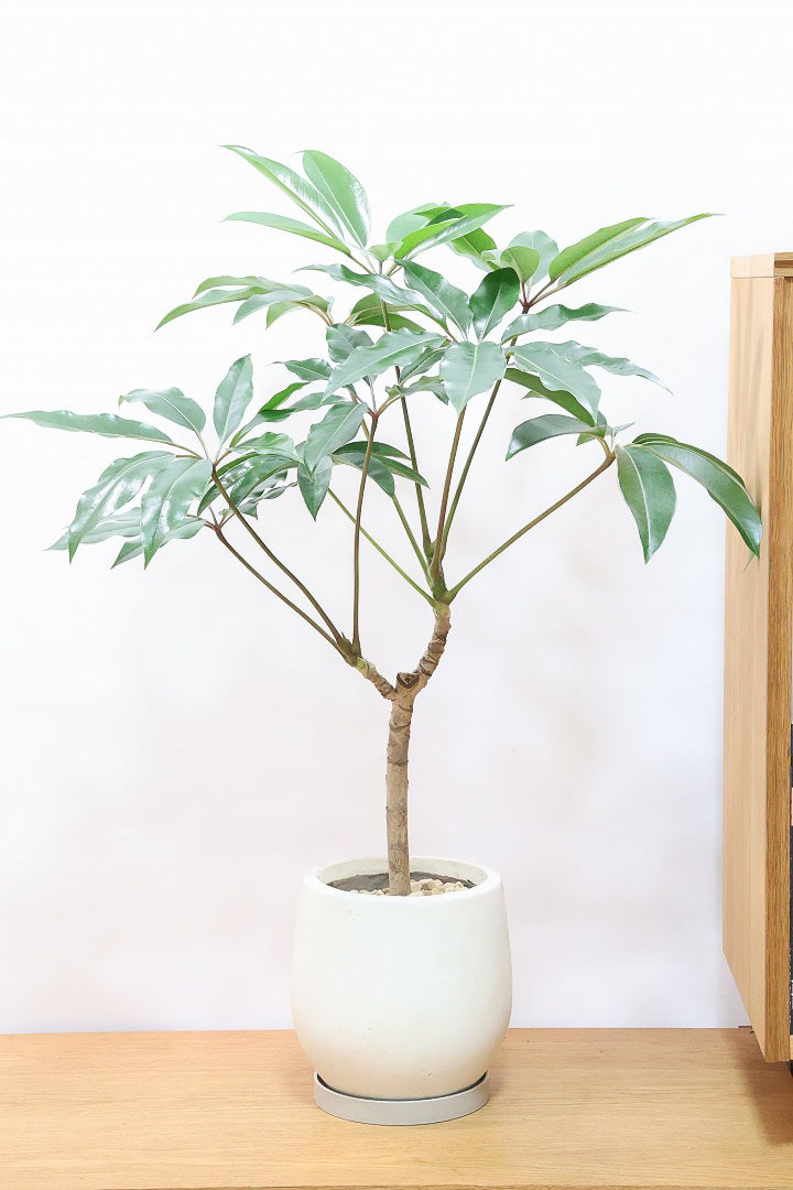 【チュピタンサス】お手頃なサイズ感でボリュームのある樹形！このサイズはめったに入荷がありませんのでぜひ！