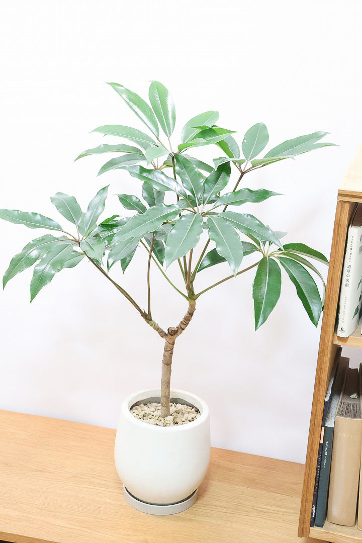 【チュピタンサス】お手頃なサイズ感でボリュームのある樹形！このサイズはめったに入荷がありませんのでぜひ！