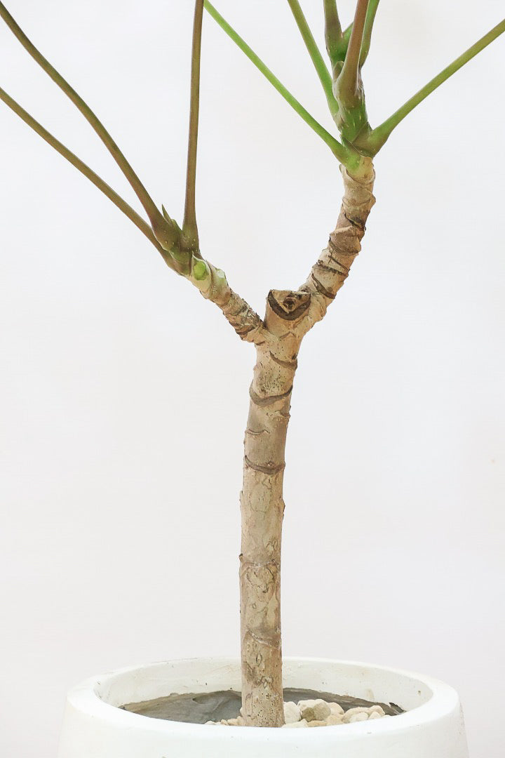 【チュピタンサス】お手頃なサイズ感でボリュームのある樹形！このサイズはめったに入荷がありませんのでぜひ！