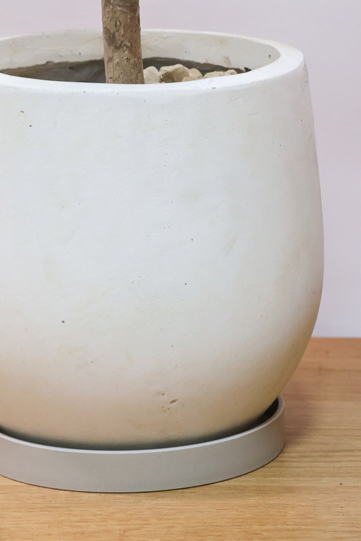 【チュピタンサス】お手頃なサイズ感でボリュームのある樹形！このサイズはめったに入荷がありませんのでぜひ！