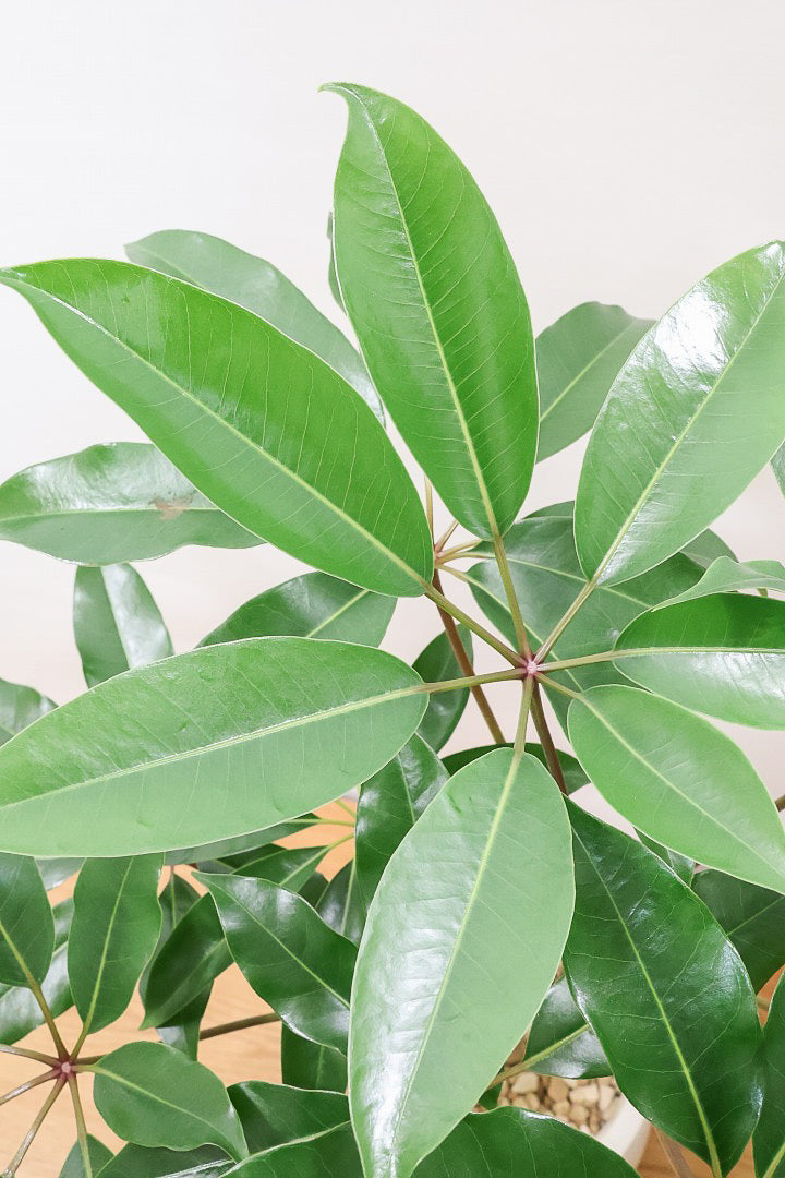 【チュピタンサス】お手頃なサイズ感でボリュームのある樹形！このサイズはめったに入荷がありませんのでぜひ！