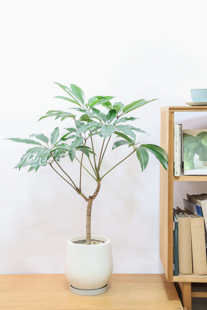 【チュピタンサス】お手頃なサイズ感でボリュームのある樹形！このサイズはめったに入荷がありませんのでぜひ！