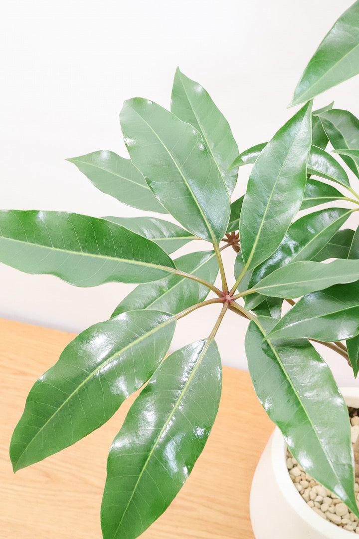 【チュピタンサス】お手頃なサイズ感でボリュームのある樹形！このサイズはめったに入荷がありませんのでぜひ！