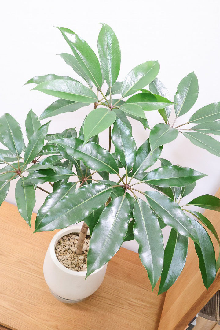 【チュピタンサス】お手頃なサイズ感でボリュームのある樹形！このサイズはめったに入荷がありませんのでぜひ！