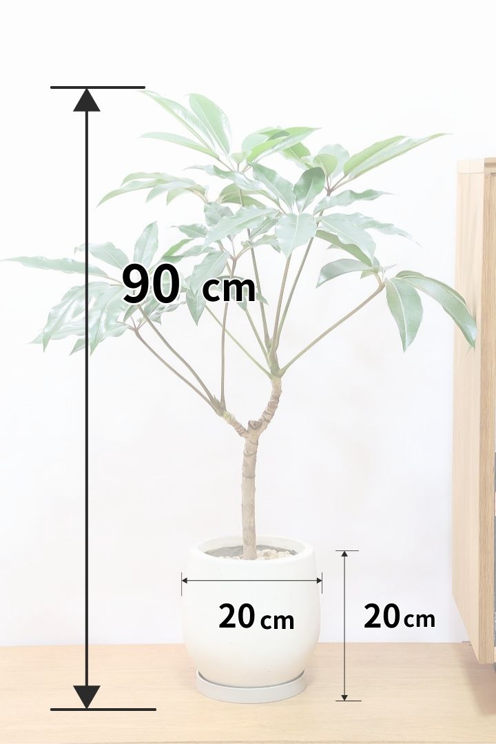 【チュピタンサス】お手頃なサイズ感でボリュームのある樹形！このサイズはめったに入荷がありませんのでぜひ！