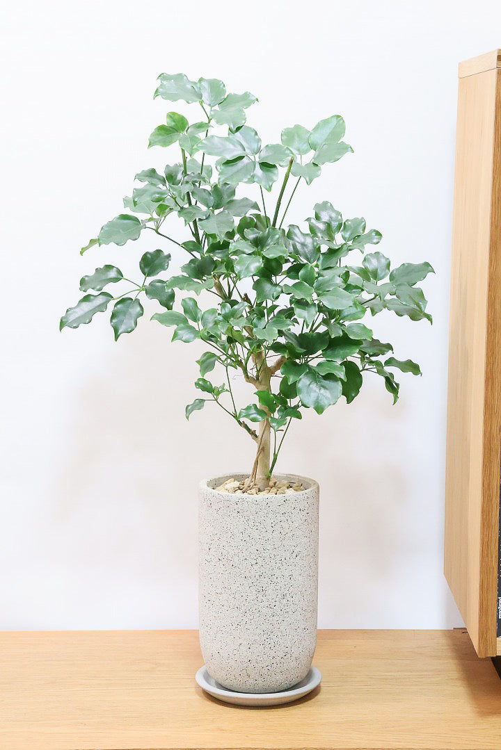 【シェフレラ エリプティカ】この密な感じの樹形たまりません！育てやすいしめっちゃ良いです！おすすめ！