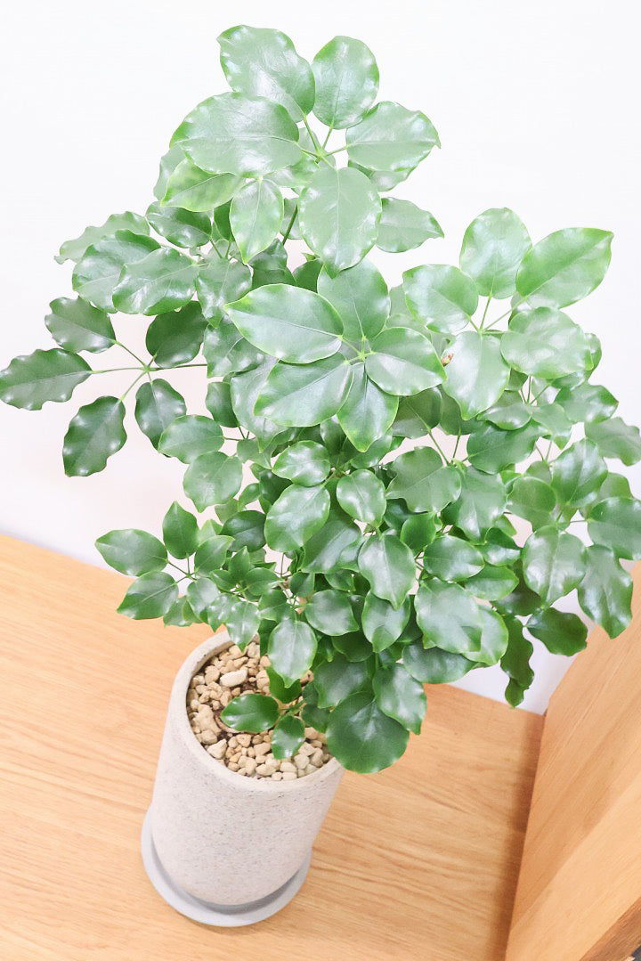 【シェフレラ エリプティカ】この密な感じの樹形たまりません！育てやすいしめっちゃ良いです！おすすめ！