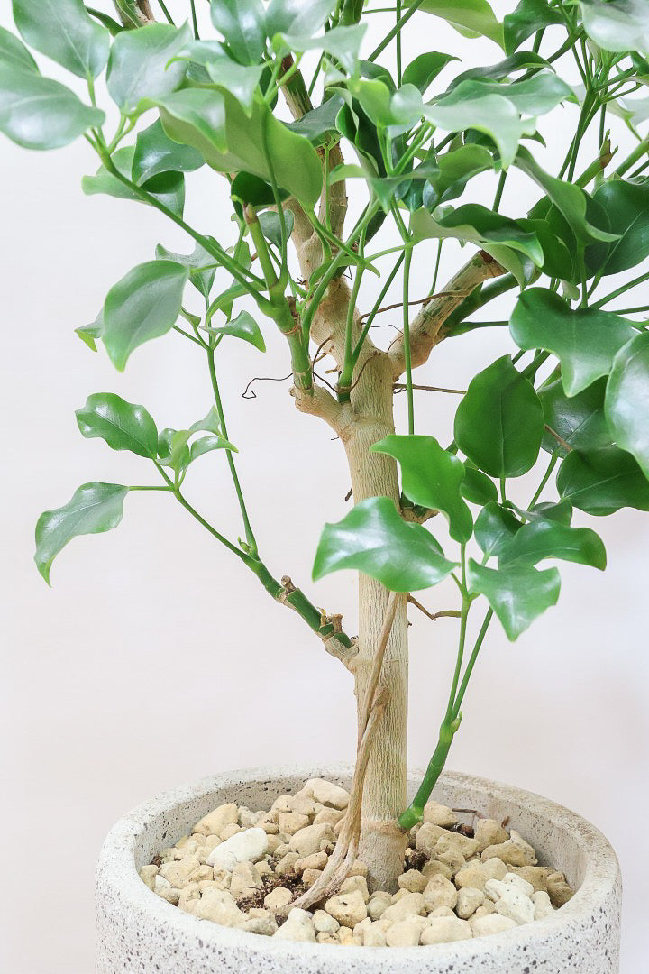 【シェフレラ エリプティカ】この密な感じの樹形たまりません！育てやすいしめっちゃ良いです！おすすめ！