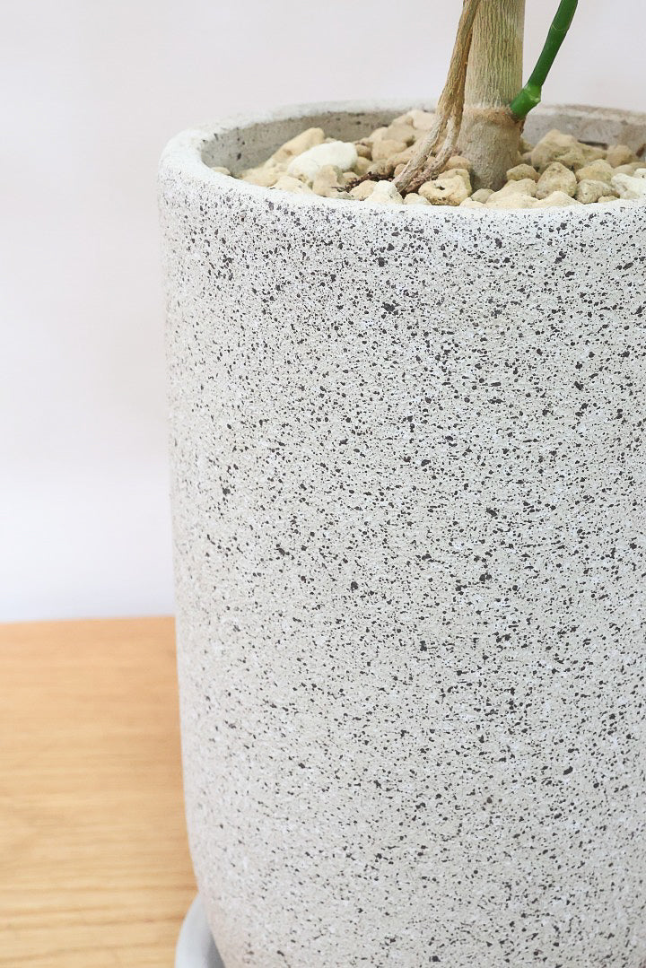 【シェフレラ エリプティカ】この密な感じの樹形たまりません！育てやすいしめっちゃ良いです！おすすめ！