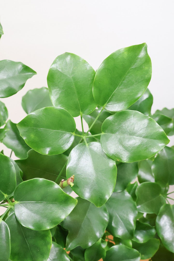 【シェフレラ エリプティカ】この密な感じの樹形たまりません！育てやすいしめっちゃ良いです！おすすめ！