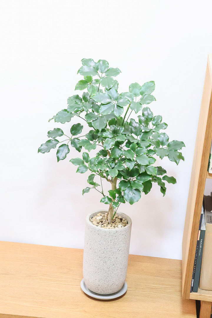 【シェフレラ エリプティカ】この密な感じの樹形たまりません！育てやすいしめっちゃ良いです！おすすめ！