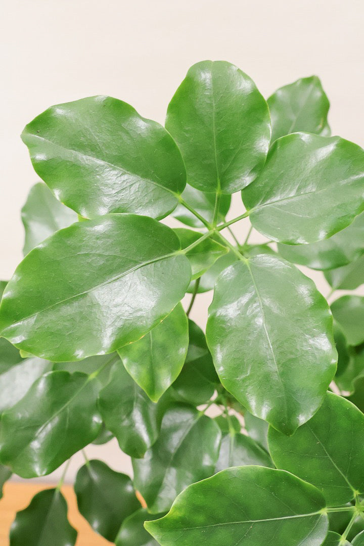 【シェフレラ エリプティカ】この密な感じの樹形たまりません！育てやすいしめっちゃ良いです！おすすめ！