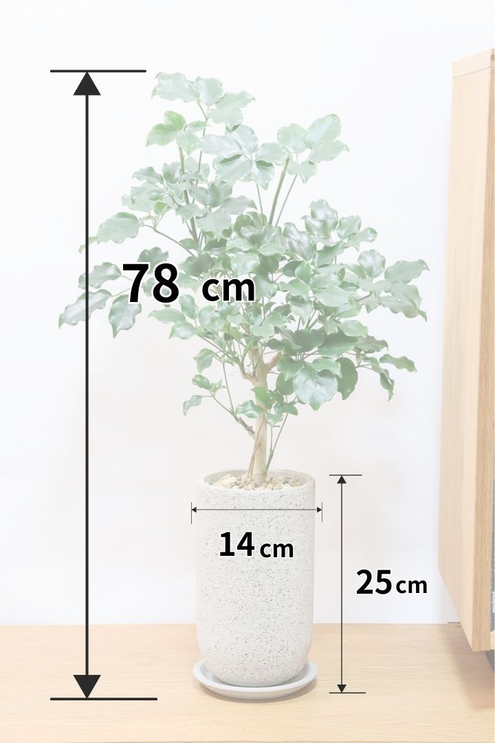 【シェフレラ エリプティカ】この密な感じの樹形たまりません！育てやすいしめっちゃ良いです！おすすめ！