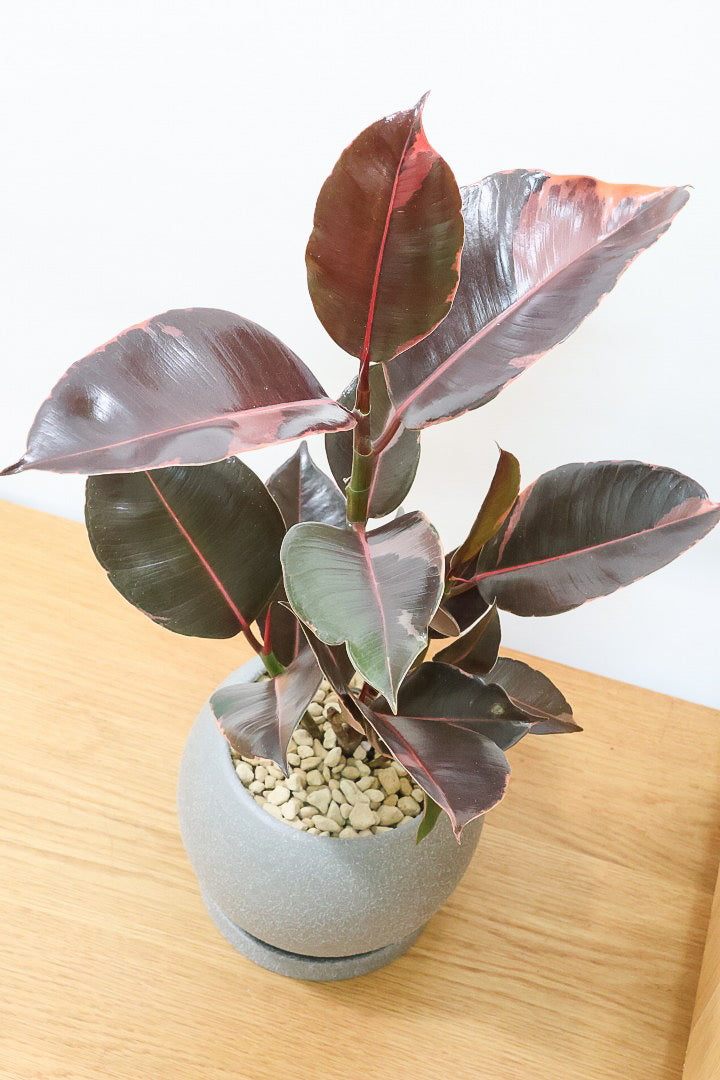 【フィカス ブルールビー】2026年ニューフェイス！とても濃い葉色が美しい！今後どのように葉色が変化していくか楽しみです！