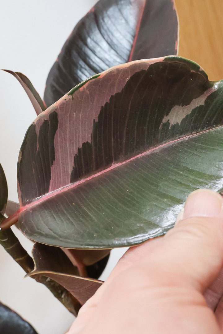 【フィカス ブルールビー】2026年ニューフェイス！とても濃い葉色が美しい！今後どのように葉色が変化していくか楽しみです！