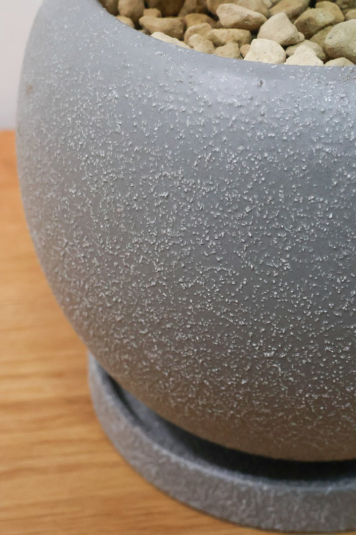 【フィカス ブルールビー】2026年ニューフェイス！とても濃い葉色が美しい！今後どのように葉色が変化していくか楽しみです！